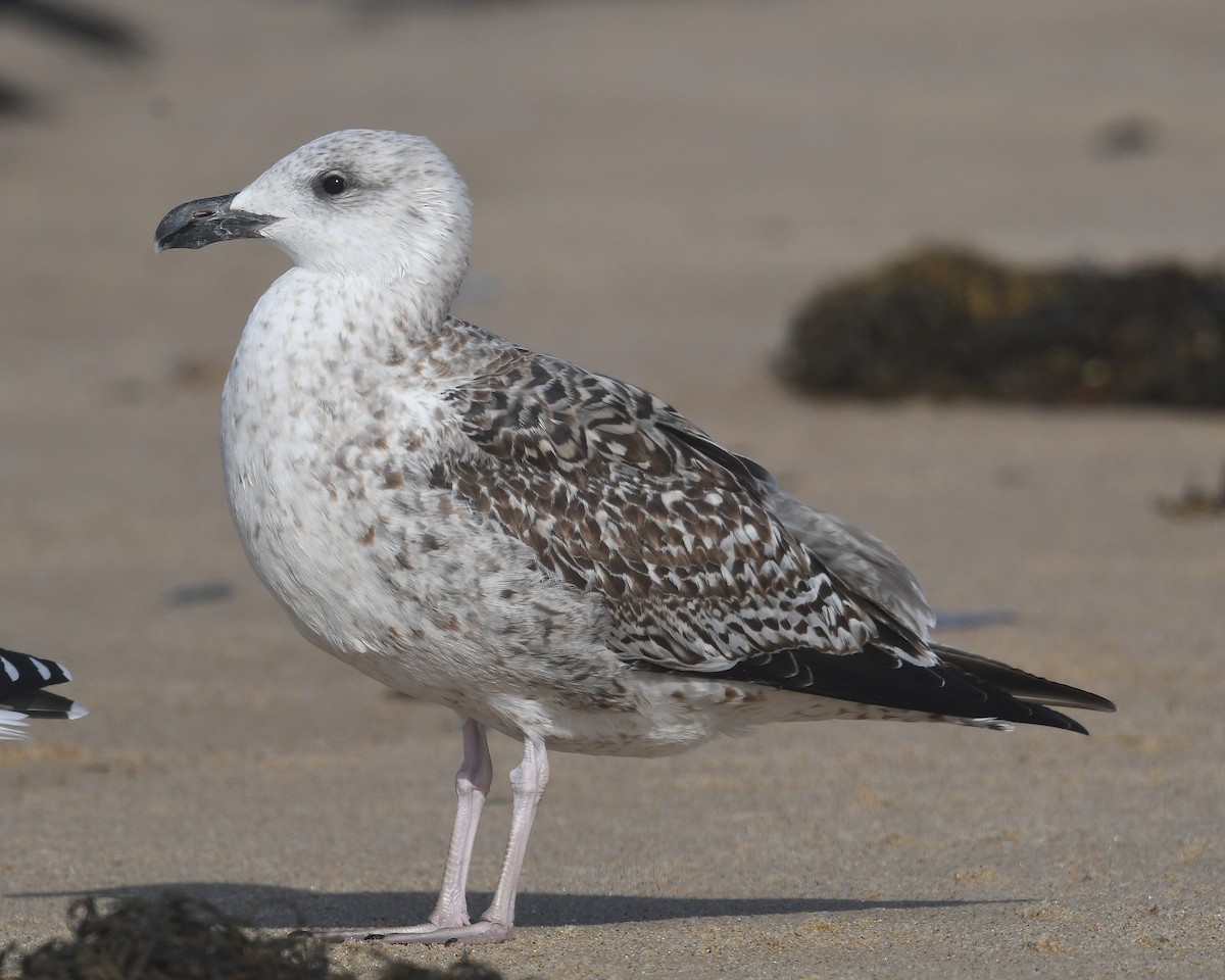 racek mořský - ML645355290