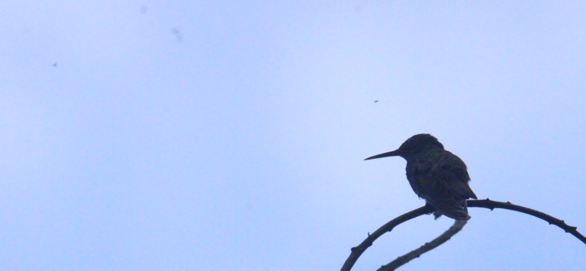 Berylline Hummingbird - ML645355295