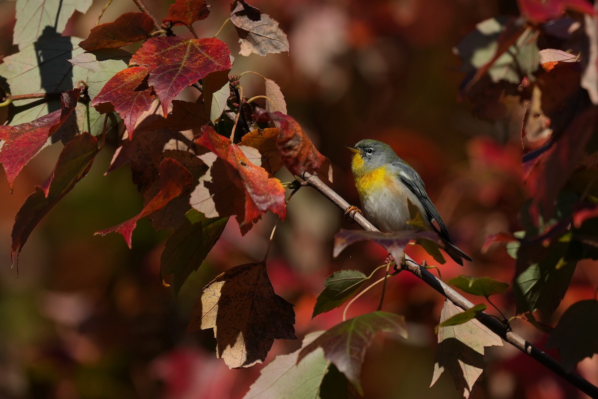 Northern Parula - ML645355300