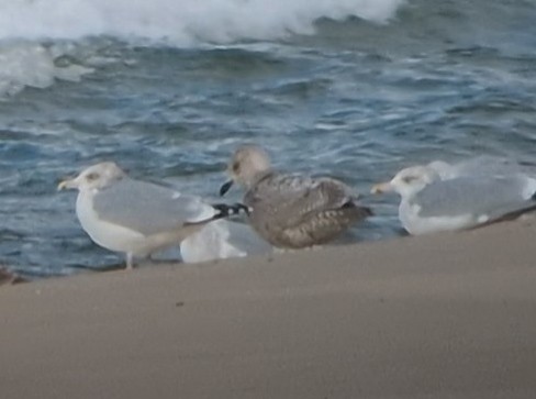 Iceland Gull - ML645355303