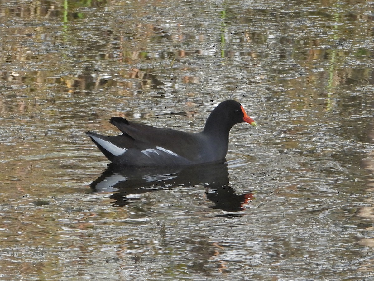 Курочка латиноамериканська - ML645355310