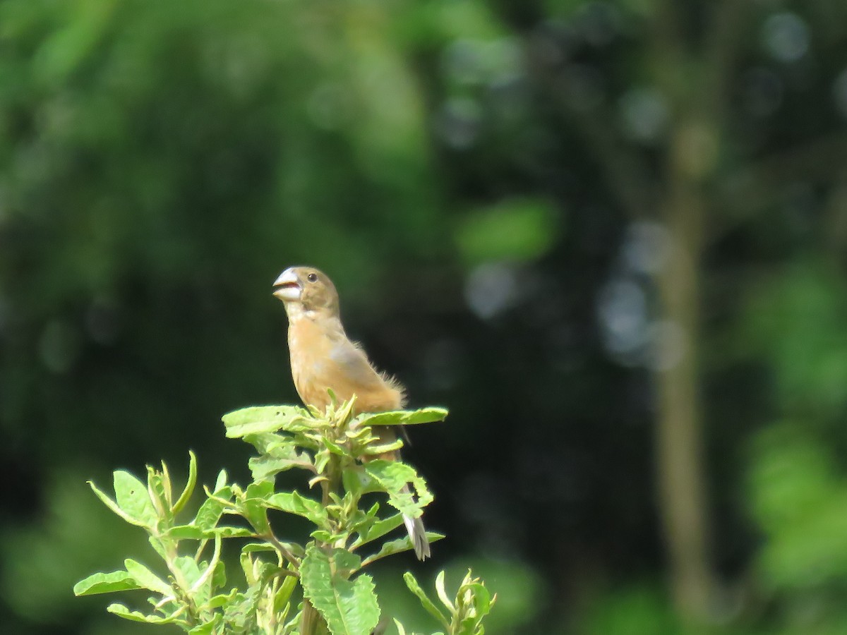 Ultramarine Grosbeak - ML645355311