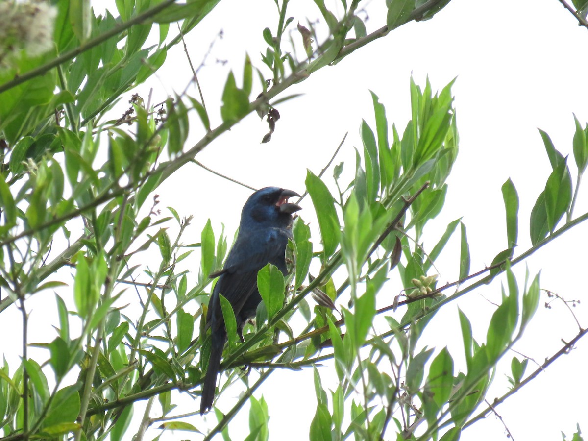 Ultramarine Grosbeak - ML645355312