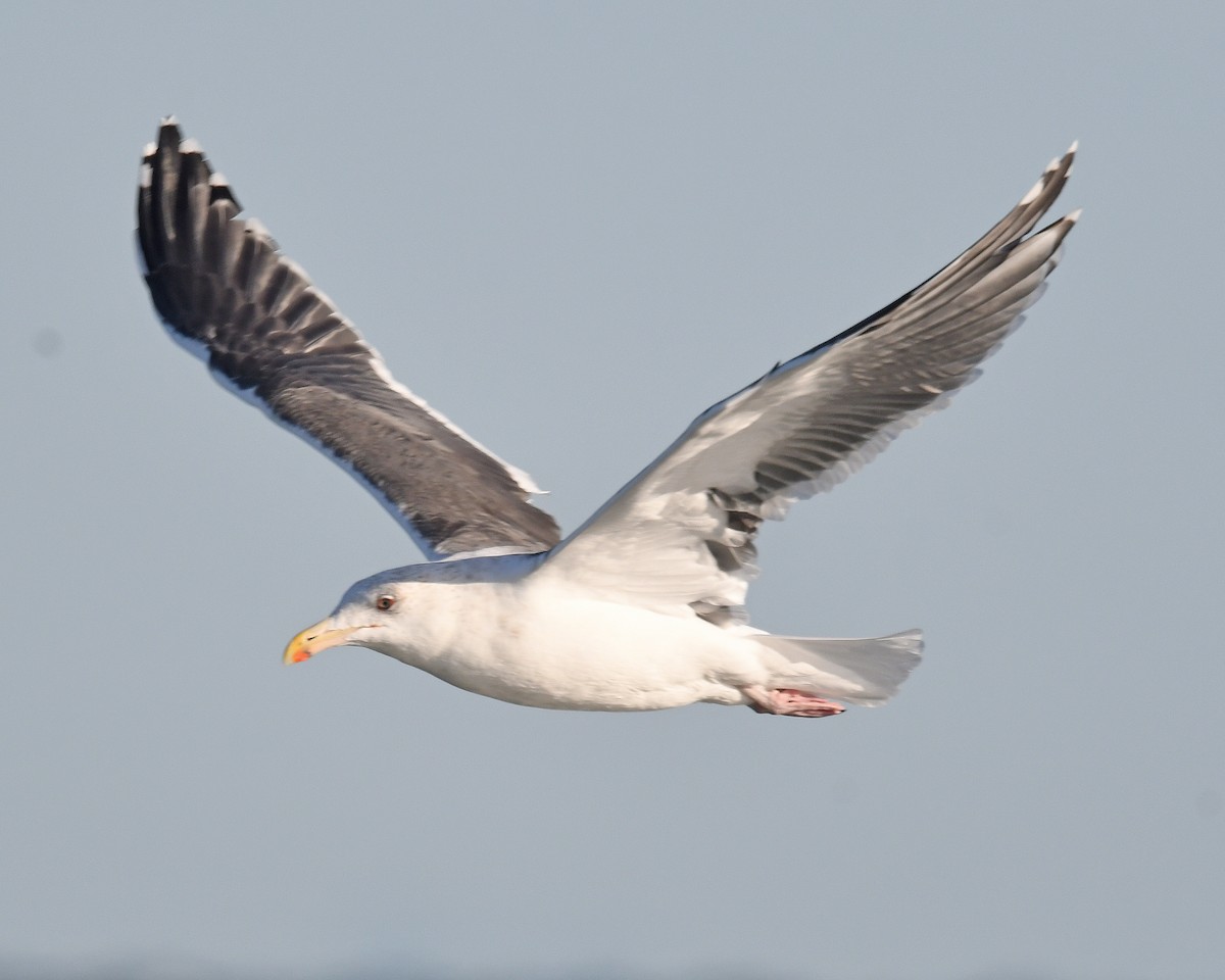 racek mořský - ML645355329