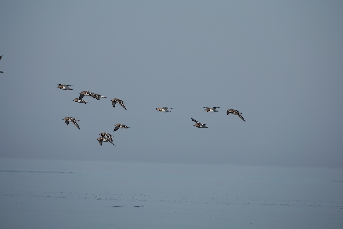 Ruddy Turnstone - ML645355341