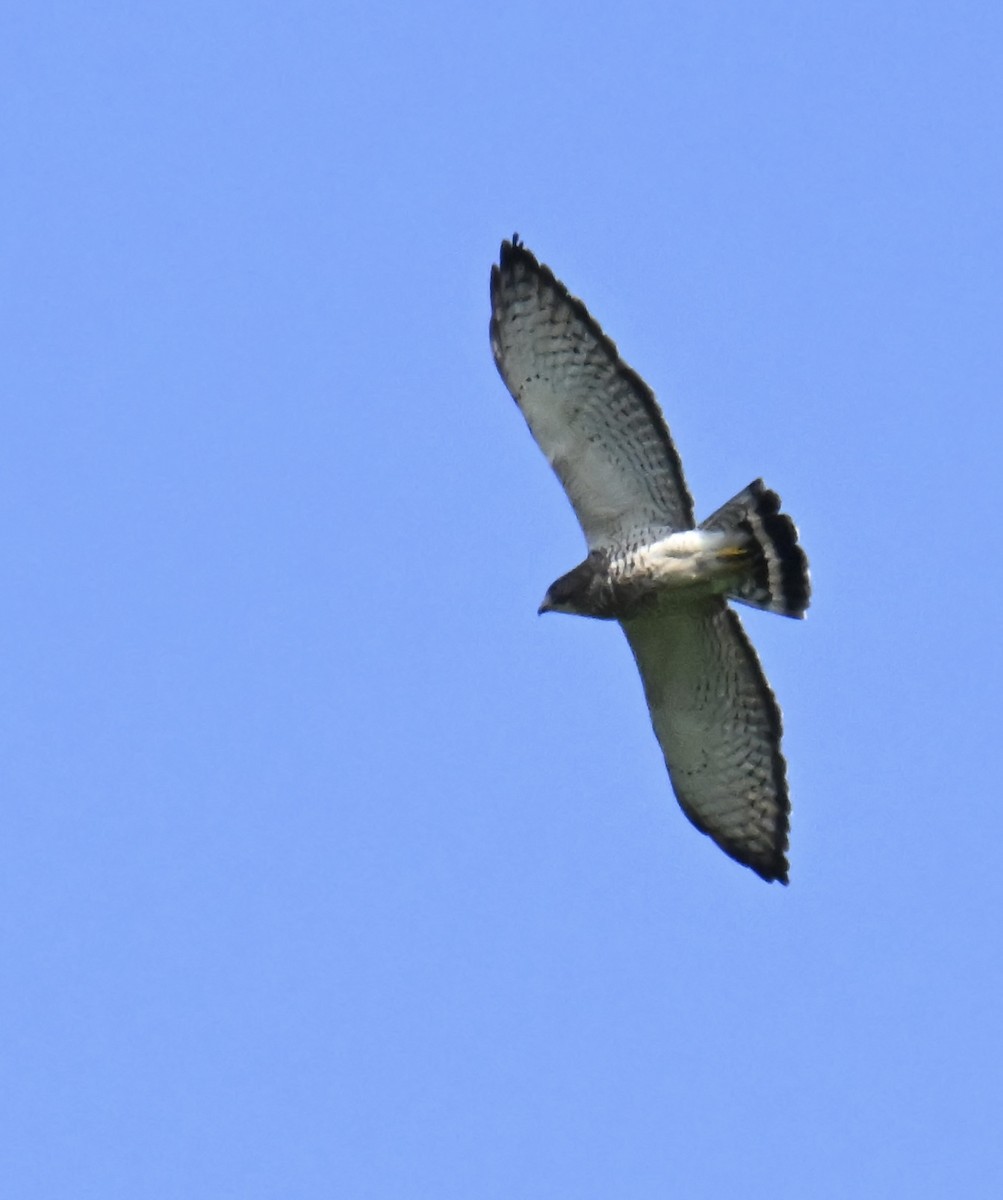 káně širokokřídlá - ML645355349