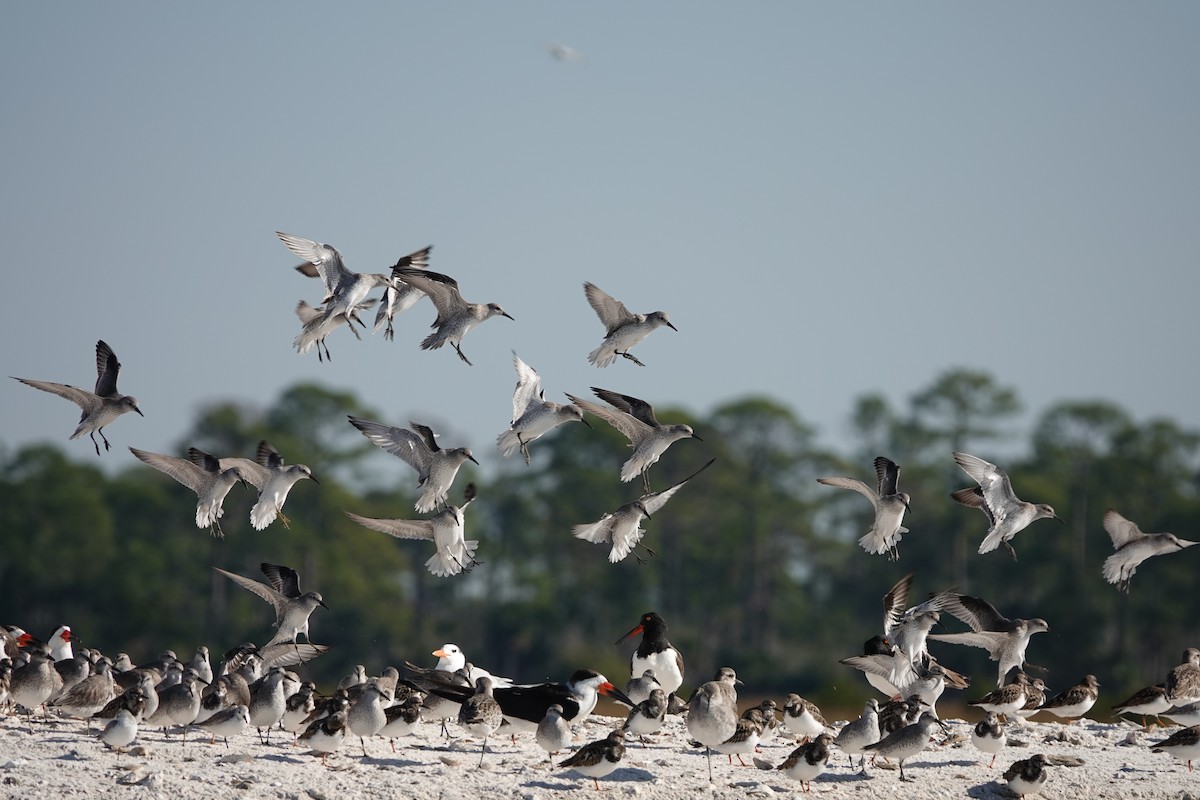 jespák rezavý - ML645355362