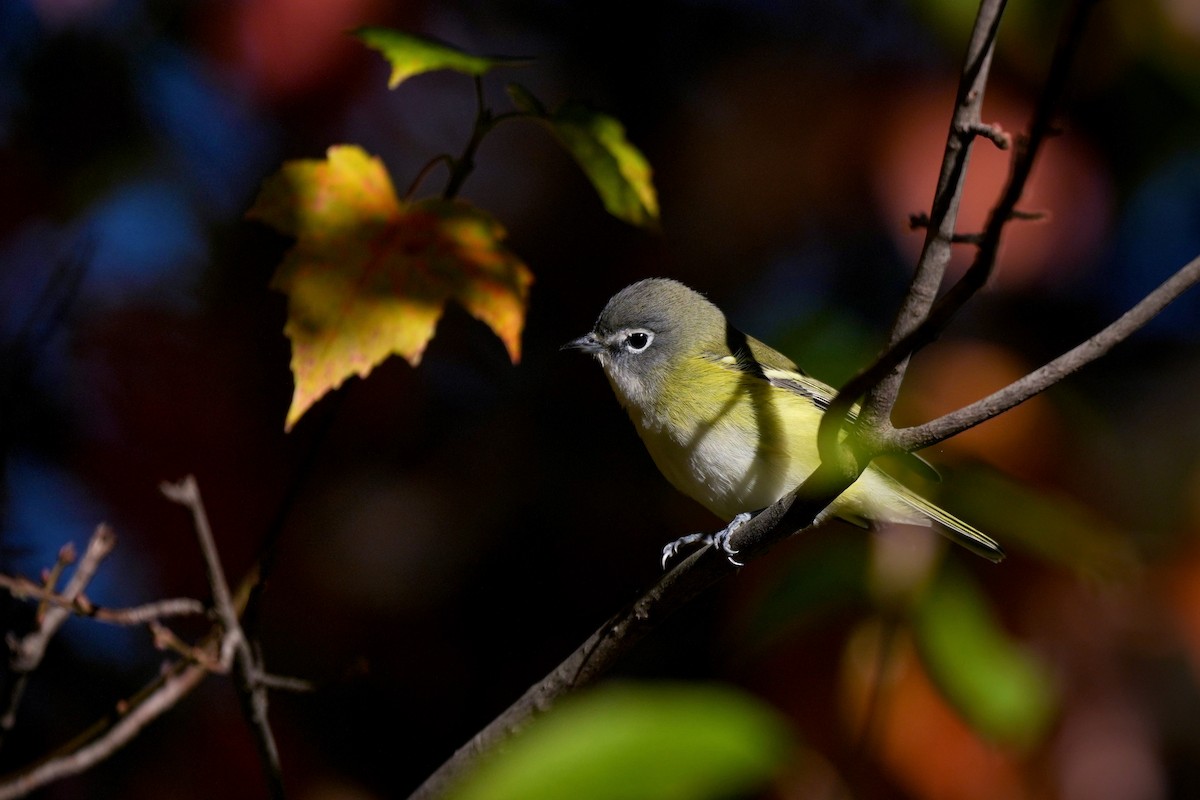 Blue-headed Vireo - ML645355367