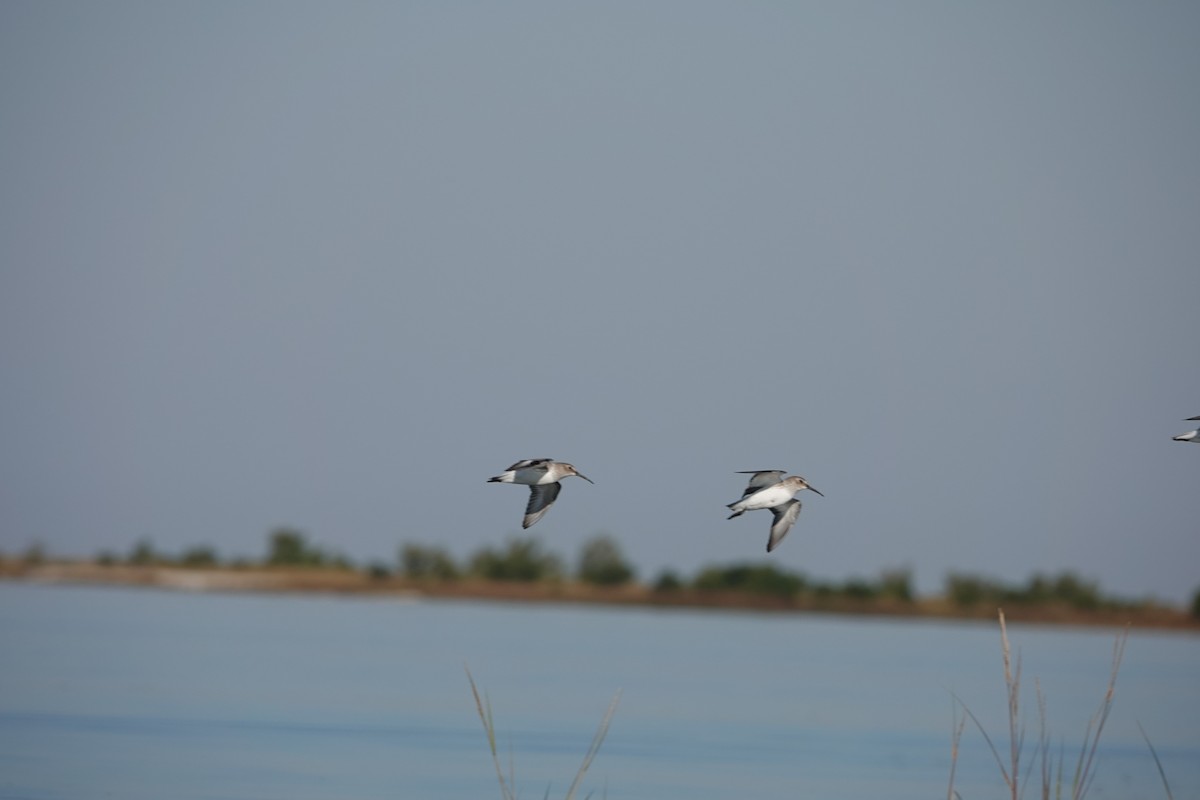 Dunlin - ML645355378