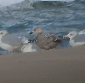 Iceland Gull - ML645355383