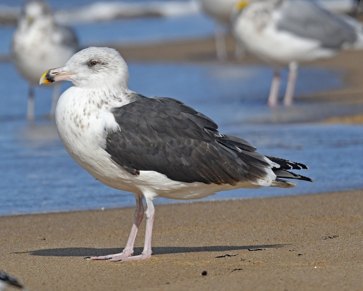 racek mořský - ML645355388