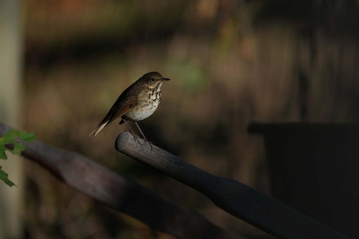 Hermit Thrush - ML645355389
