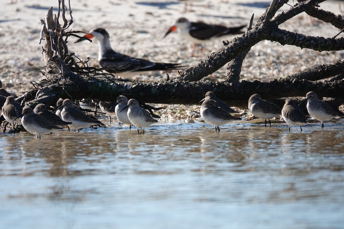 Dunlin - ML645355390
