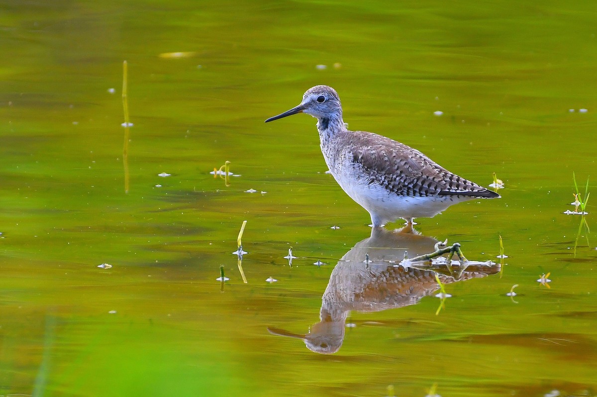 Einsiedelwasserläufer - ML645355393