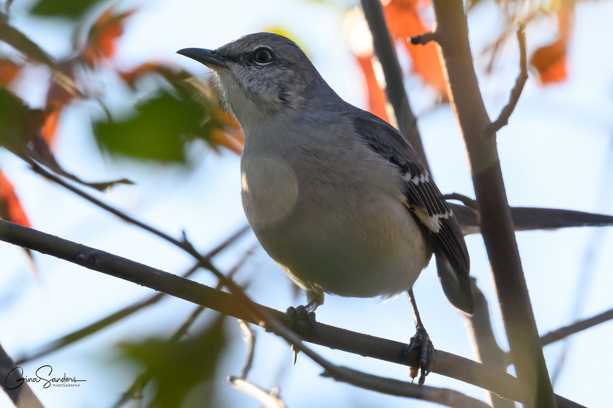 Northern Mockingbird - ML645355394