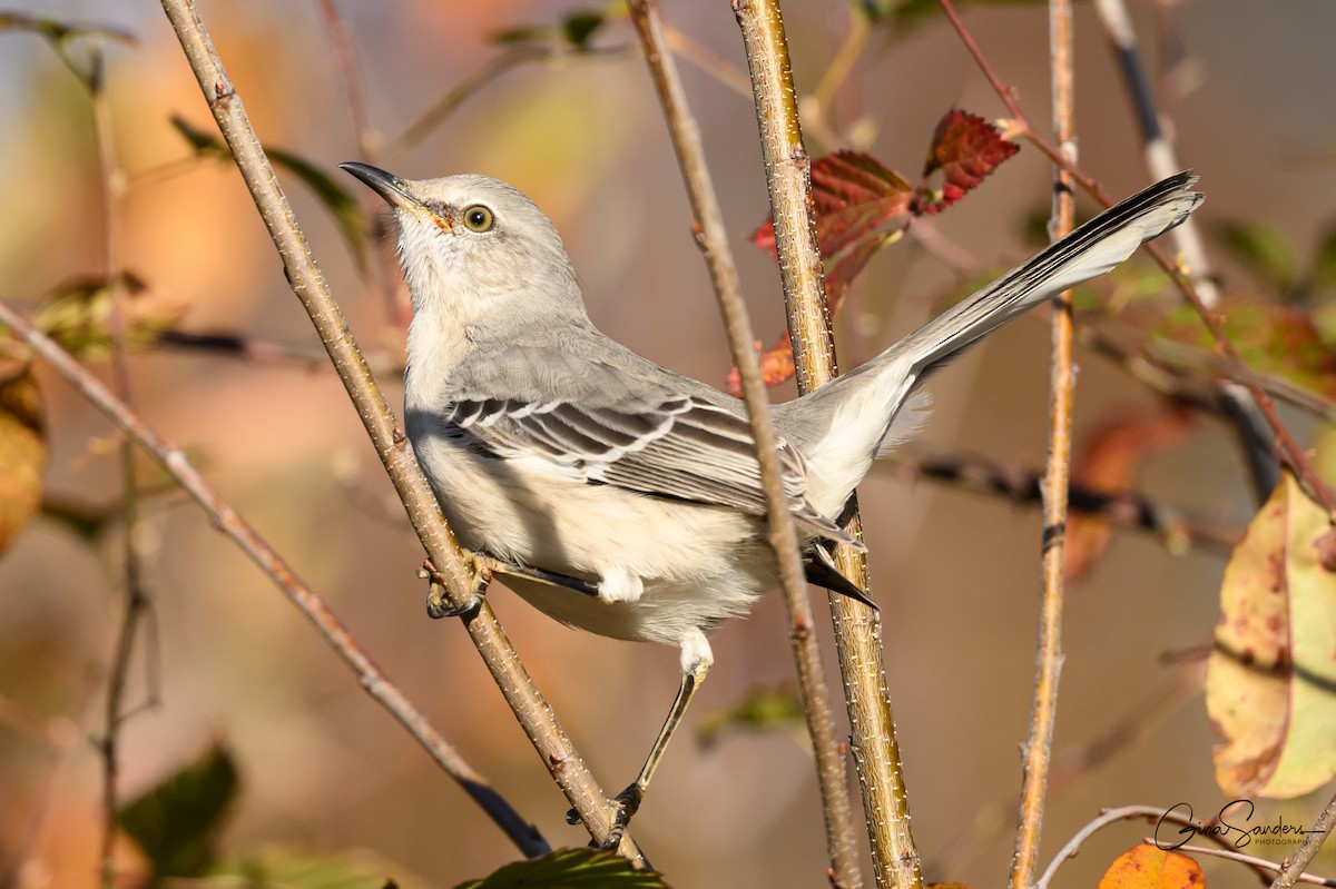 Northern Mockingbird - ML645355395