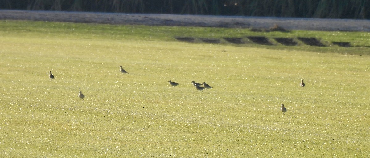 Black-bellied Plover - ML645355396