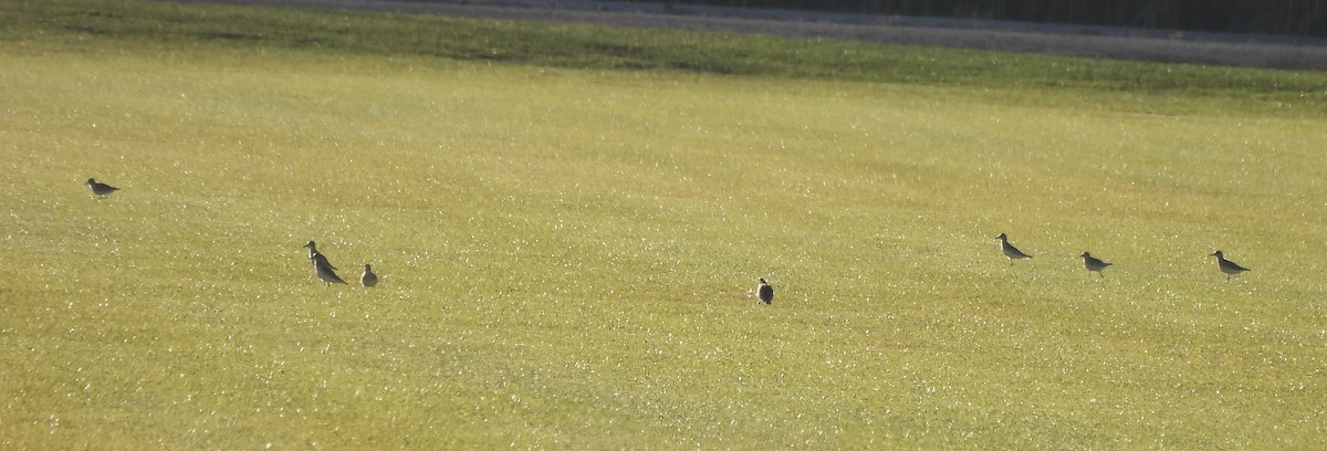 Black-bellied Plover - ML645355397