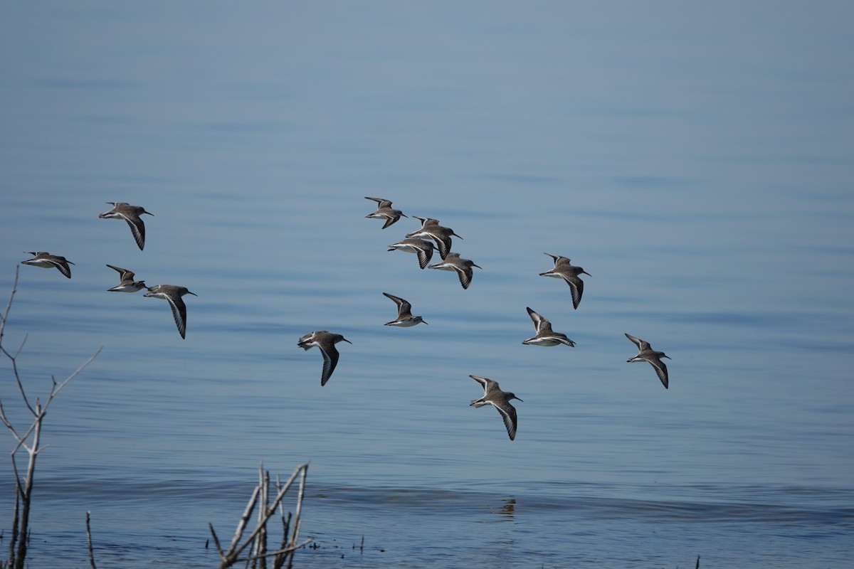 Dunlin - ML645355399