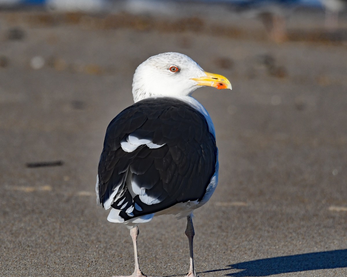 racek mořský - ML645355424