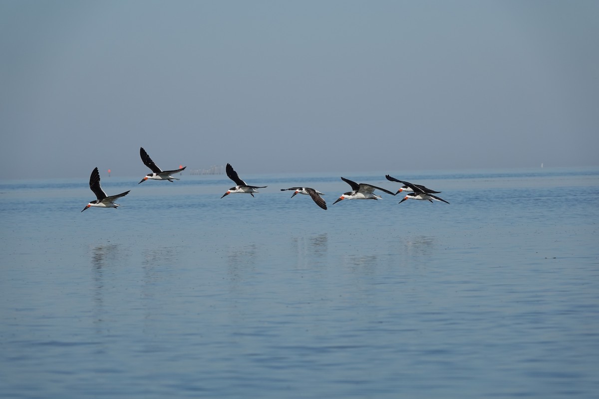 Black Skimmer - ML645355426