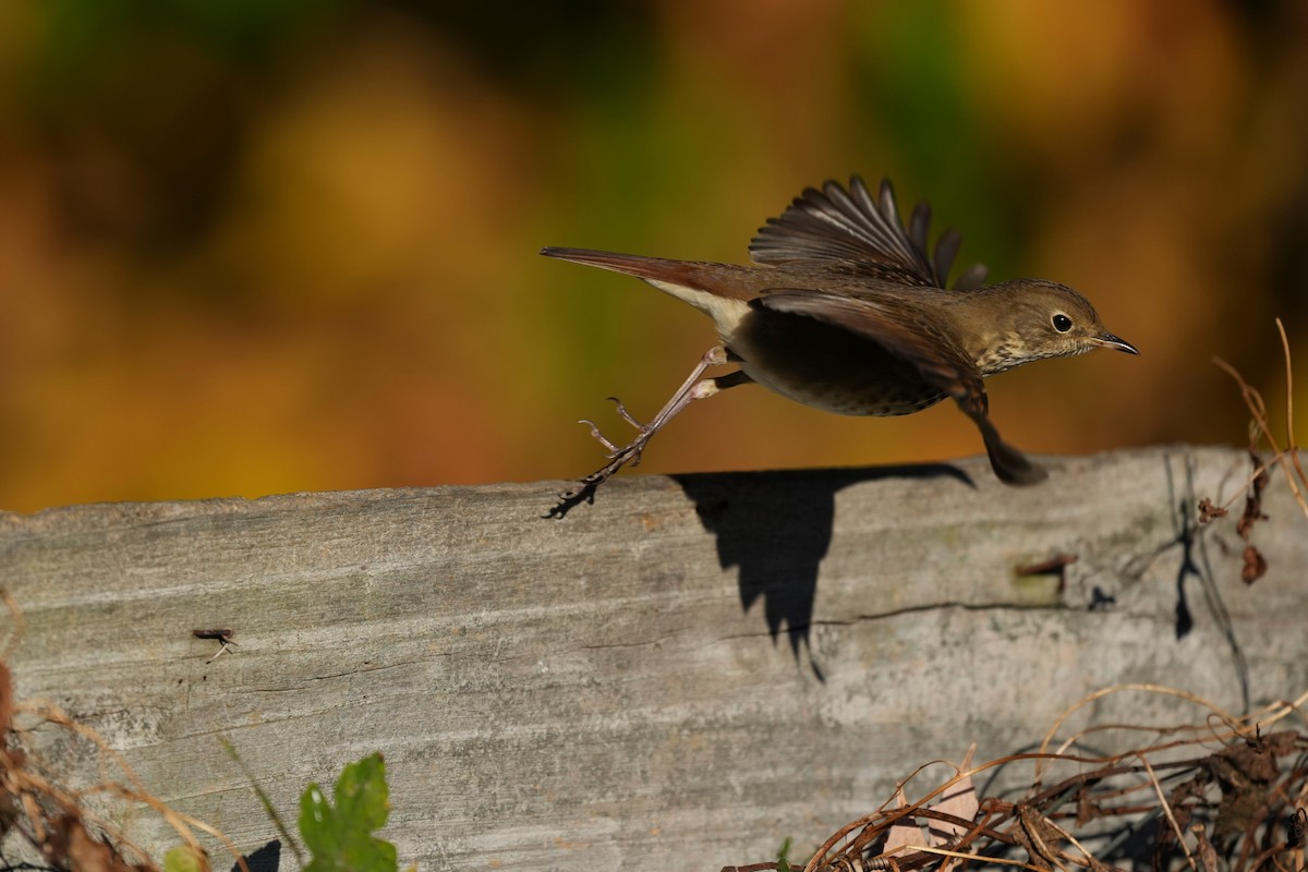 Hermit Thrush - ML645355429