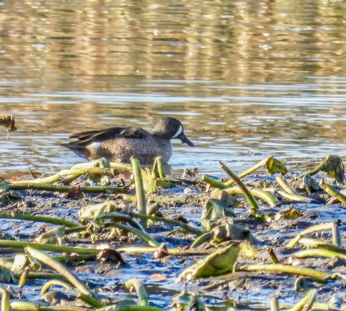 Blue-winged Teal - ML645355435
