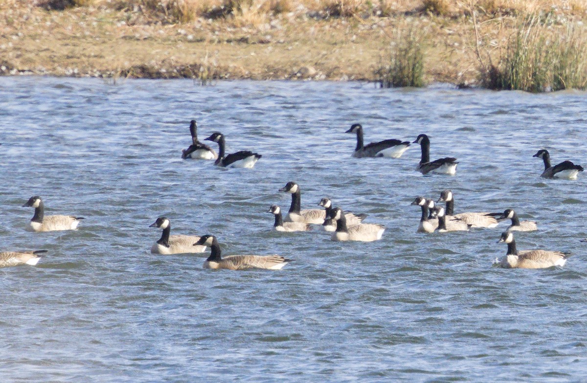 Cackling Goose (Richardson's) - ML645355436