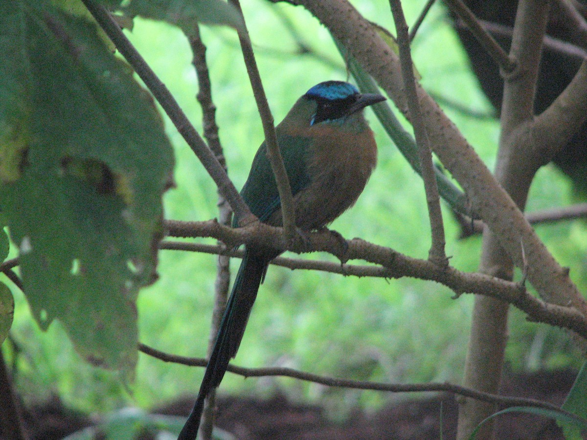 Lesson Motmotu - ML645355437