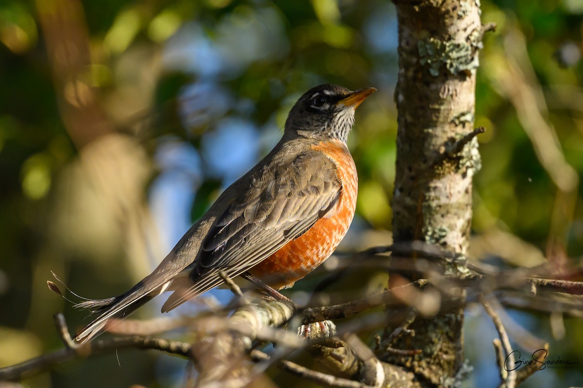 American Robin - ML645355439