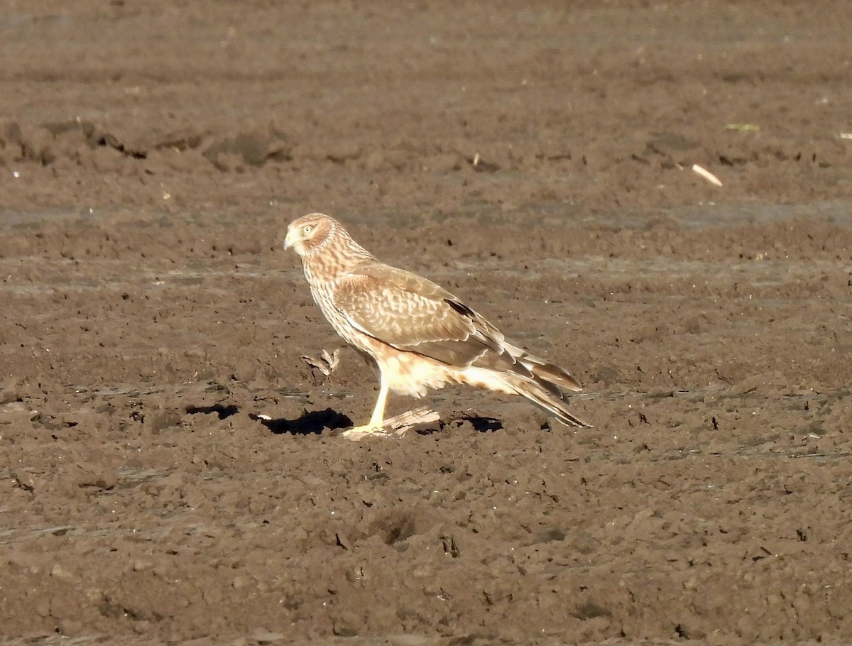 Northern Harrier - ML645355445