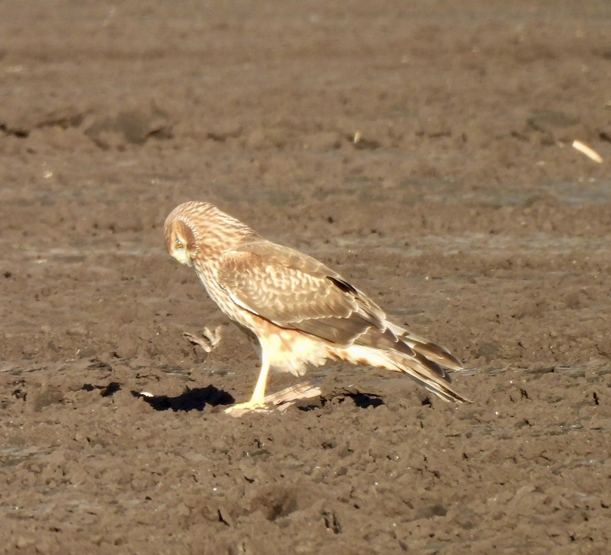 Northern Harrier - ML645355446