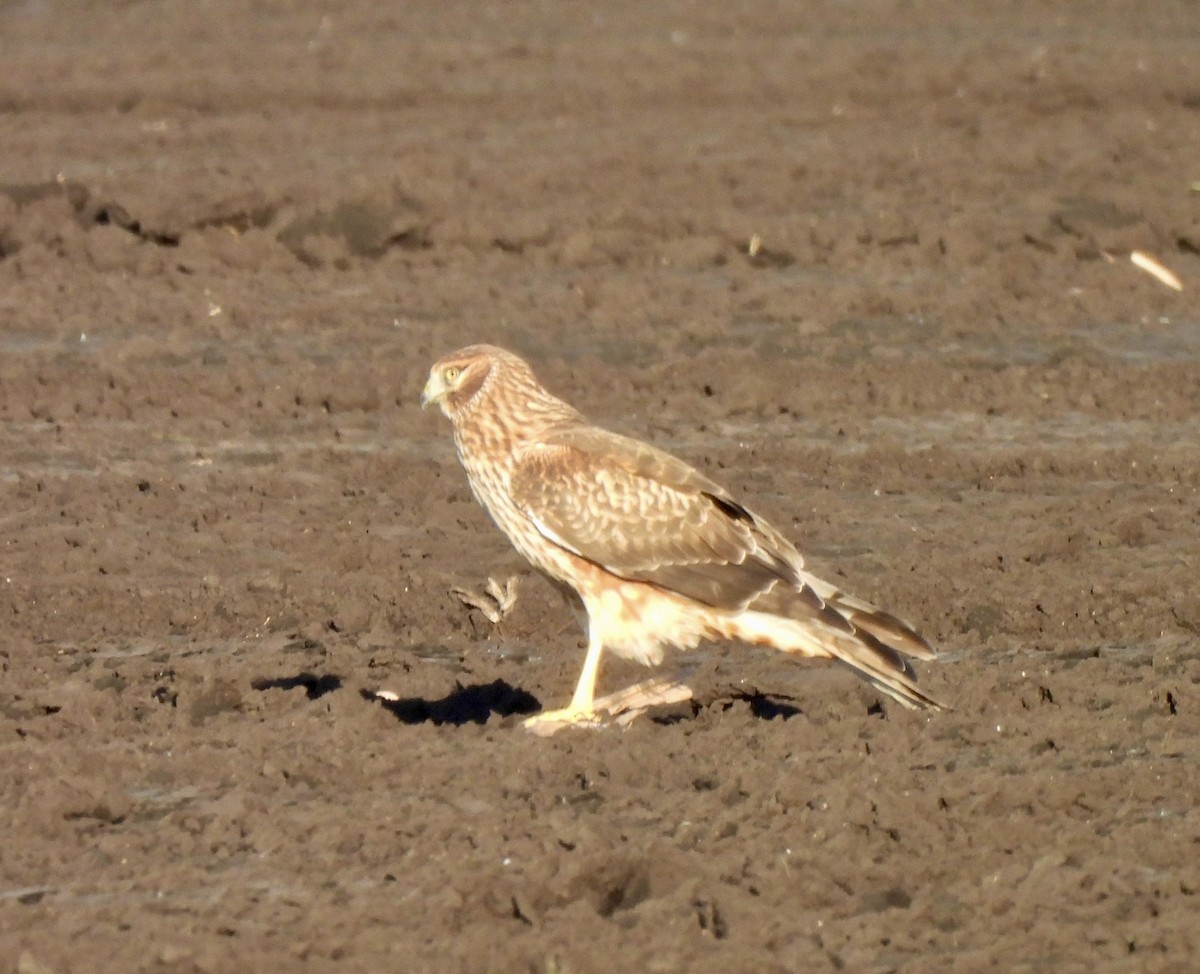 Northern Harrier - ML645355447
