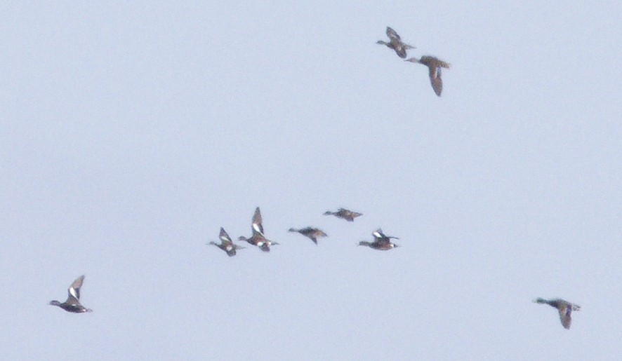 American Wigeon - ML645355454