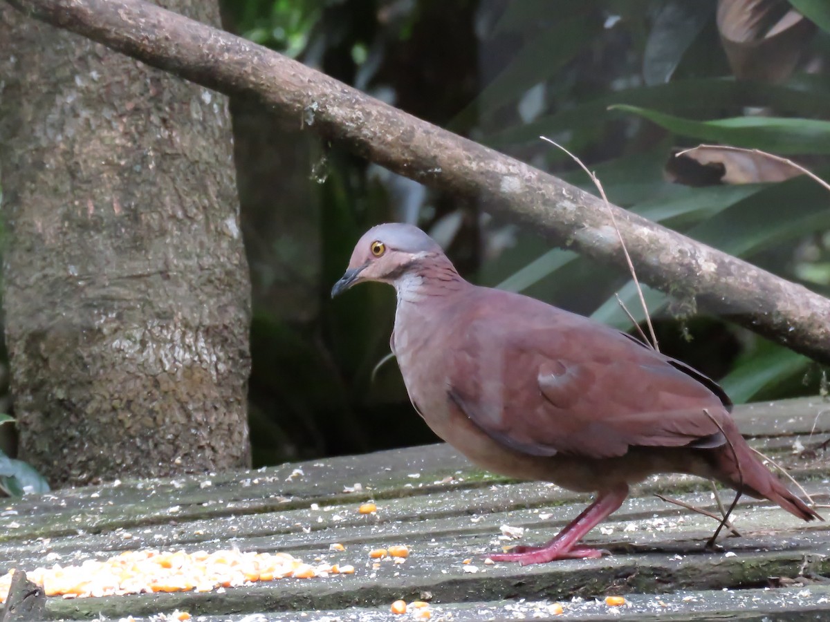 White-throated Quail-Dove - ML645355456