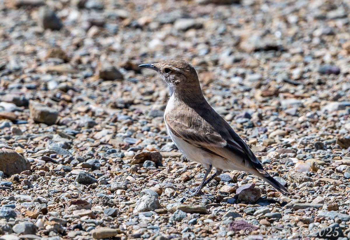 Puna Miner - ML645355461