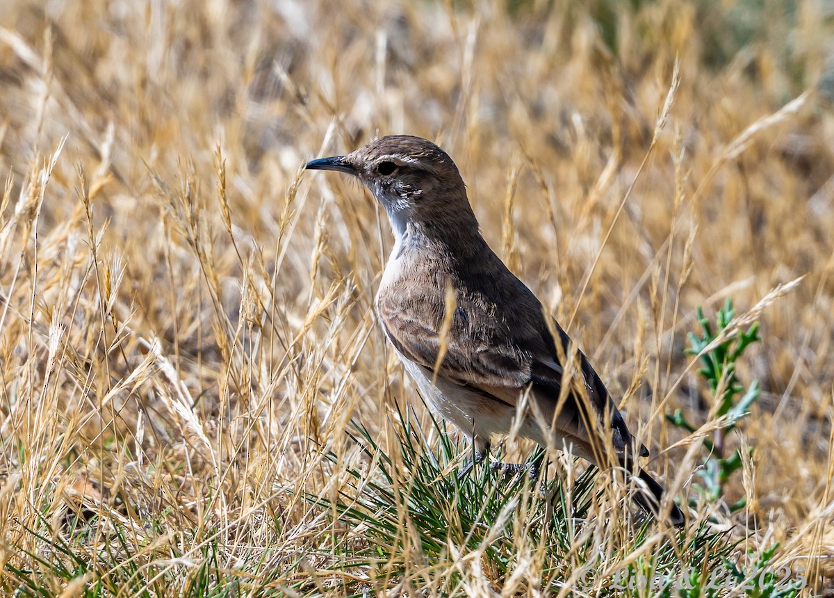 Puna Miner - ML645355463