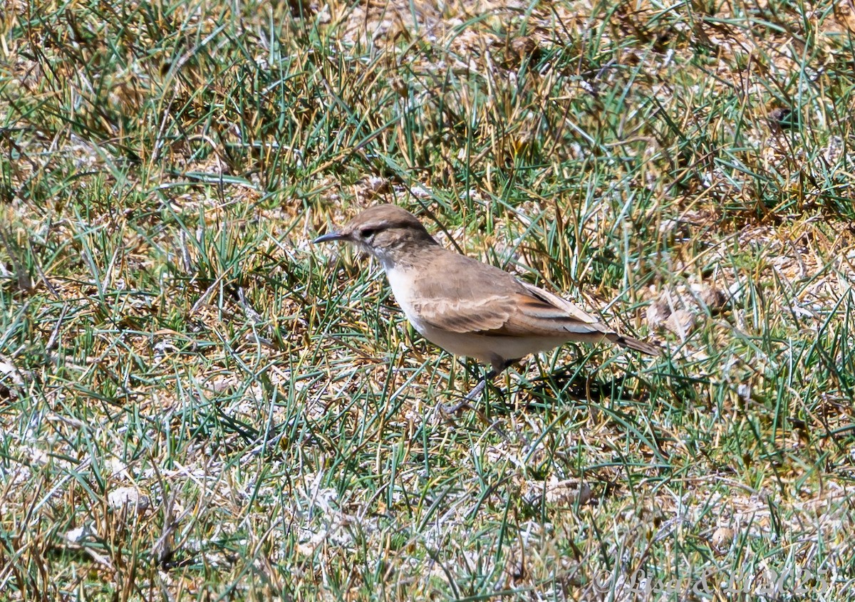 Puna Miner - ML645355464