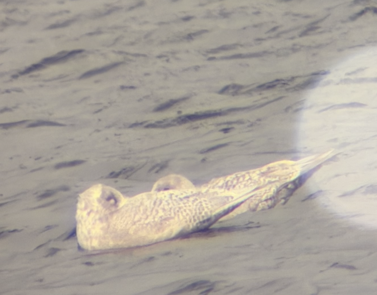 Iceland Gull - ML645355465