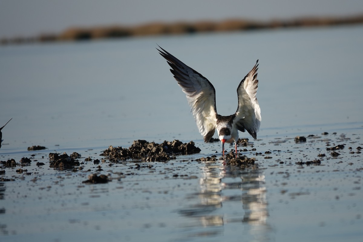 Black Skimmer - ML645355466