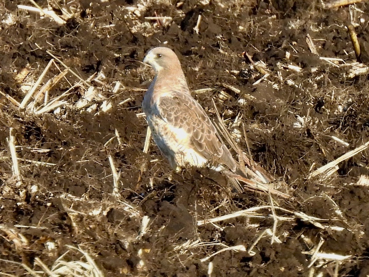 Swainson's Hawk - ML645355470