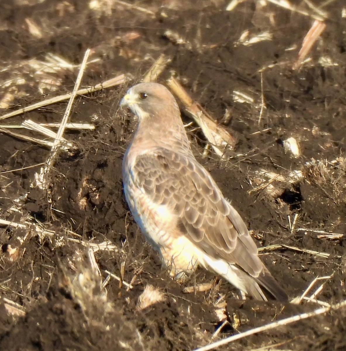 Swainson's Hawk - ML645355471