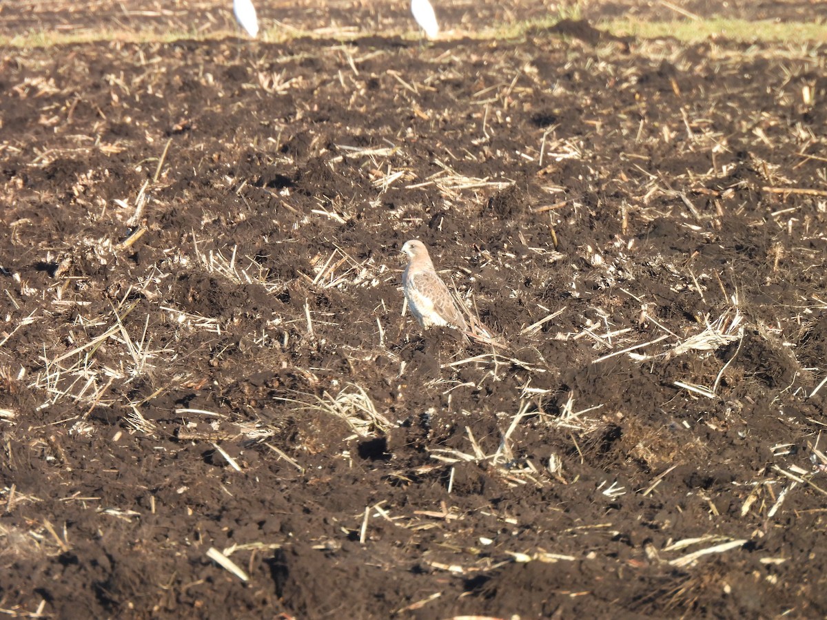 Swainson's Hawk - ML645355472