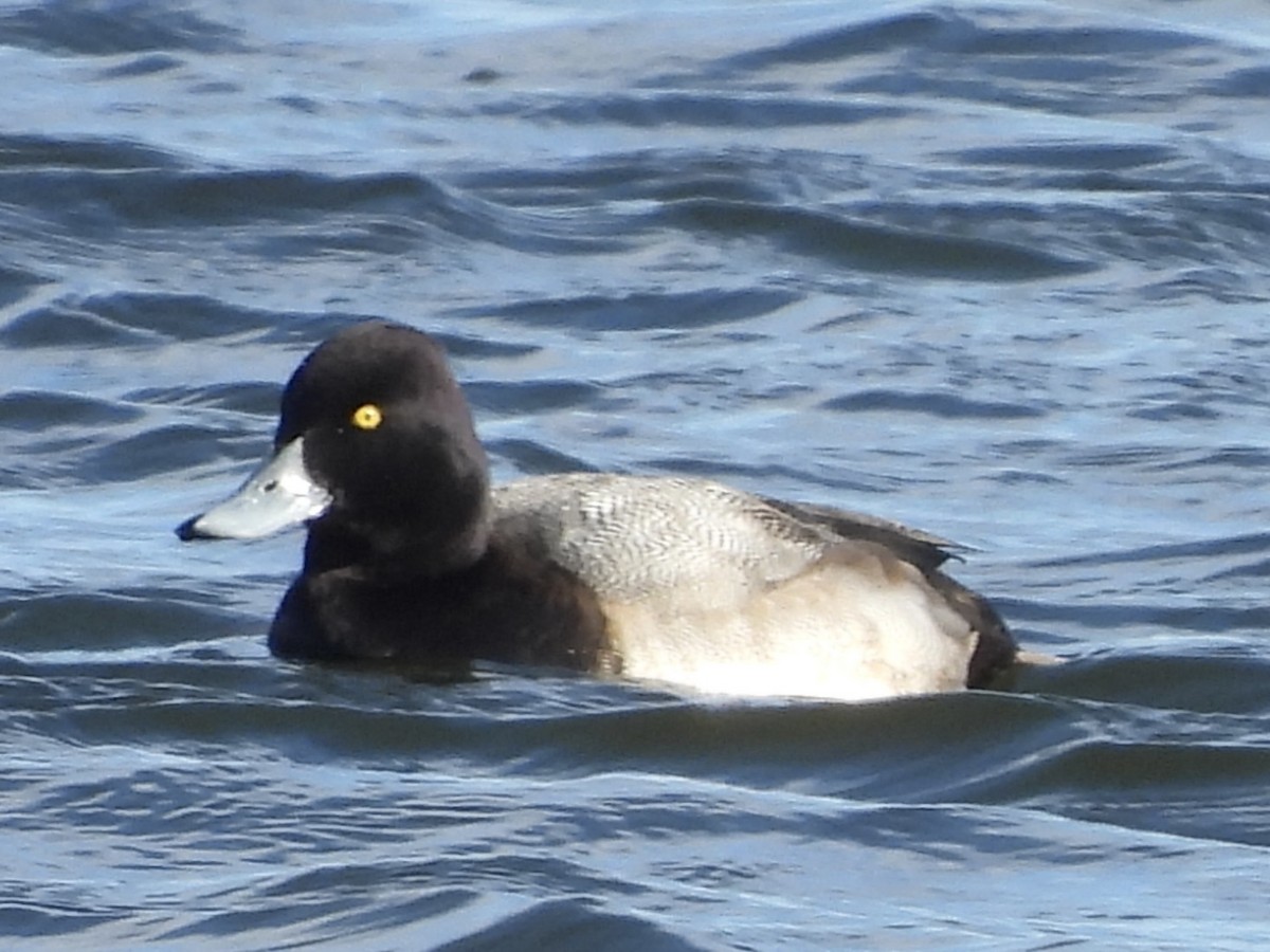 スズガモ - ML645355478