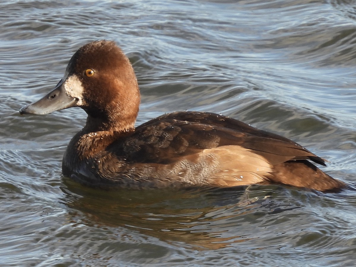 スズガモ - ML645355479