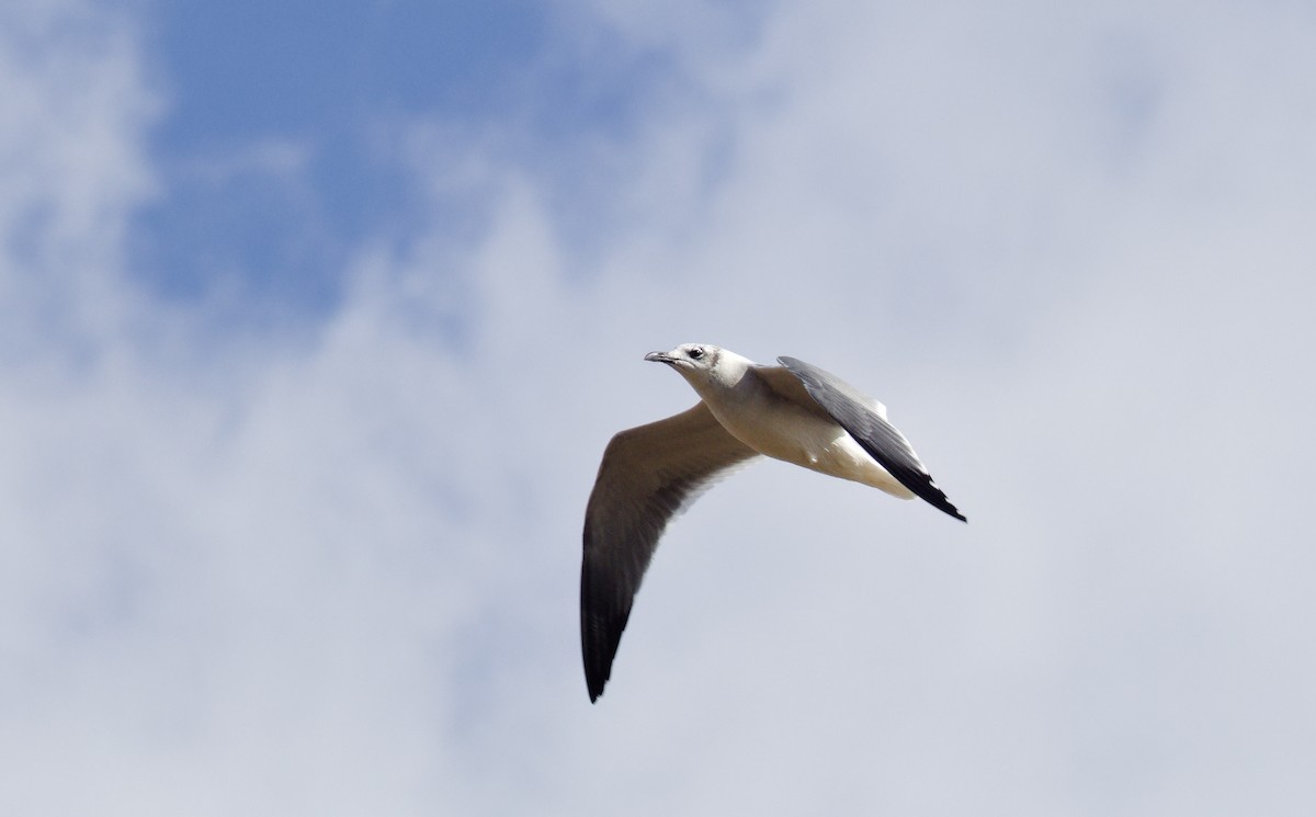 Laughing Gull - ML645355480