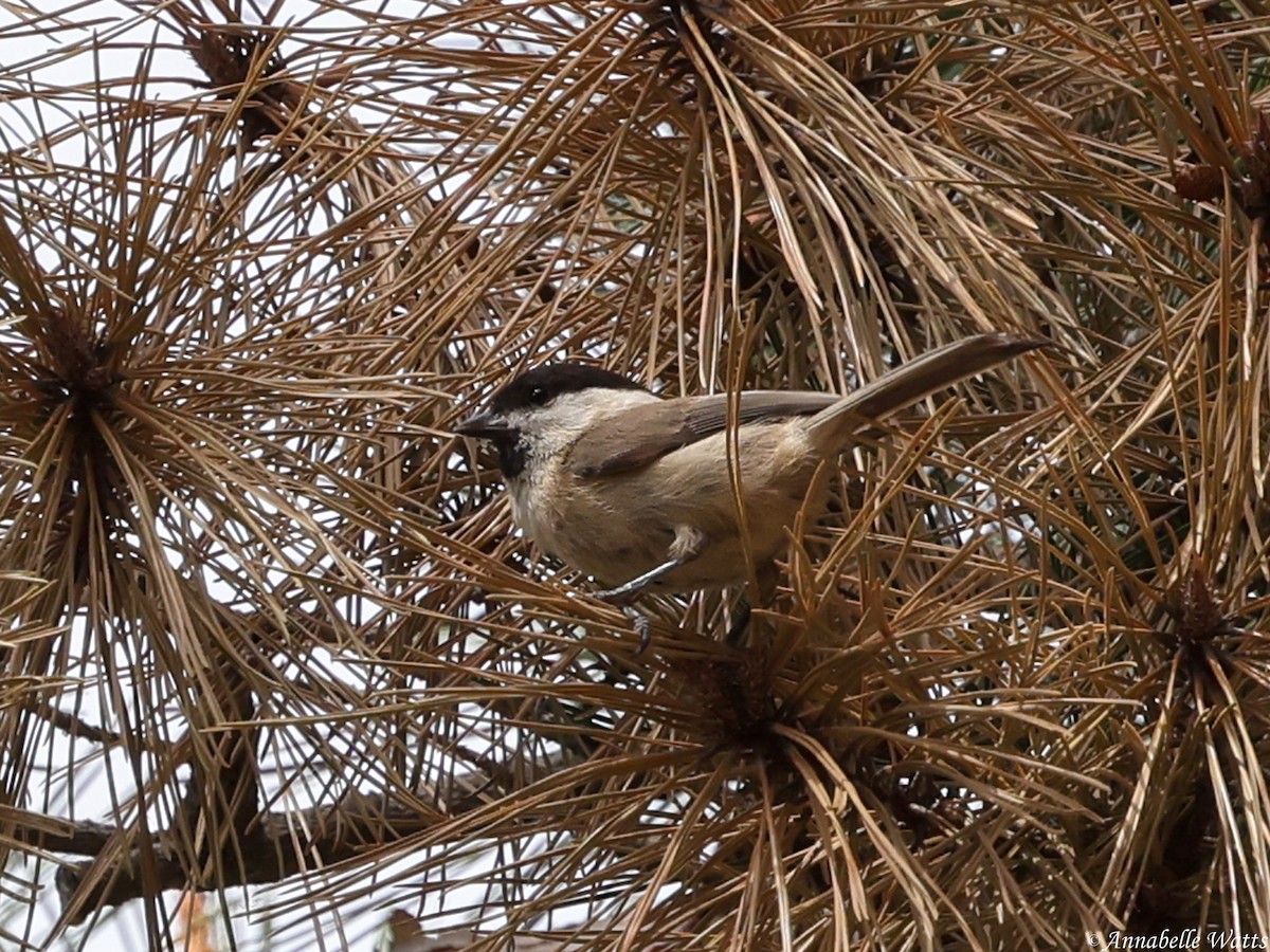 Marsh Tit - ML645355481