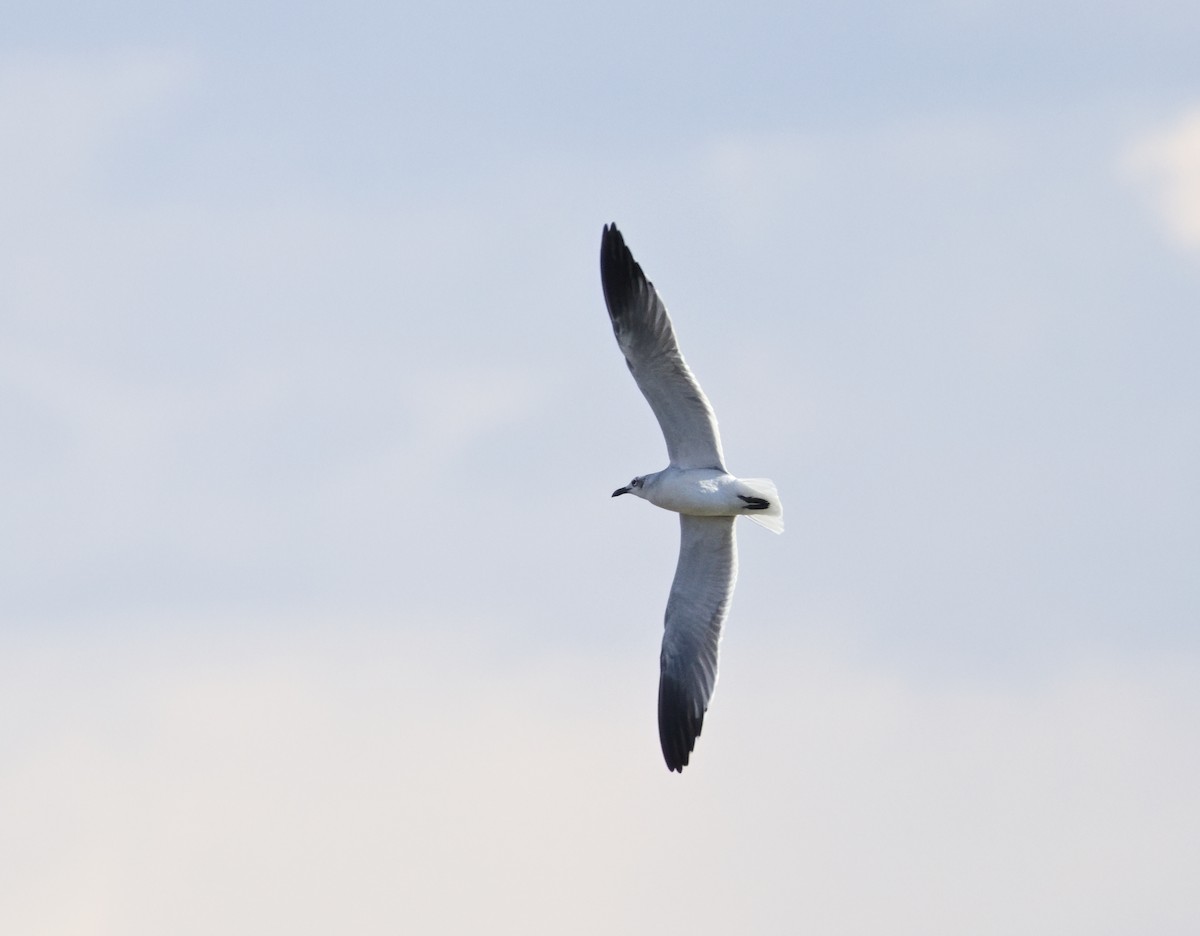 Laughing Gull - ML645355482