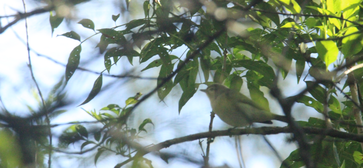 Bireo filadelfiarra - ML645355484