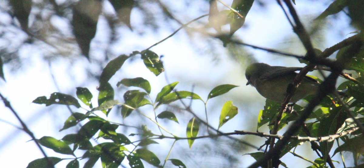 Bireo filadelfiarra - ML645355485